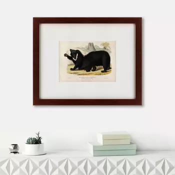 Картина Two Ursine Sloths, Or Sloth Bears (42х52 см)