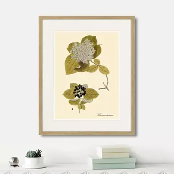 Картина Viburnum Lantana, 1740г. (42х52 см)