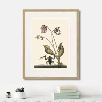 Картина Water frog handstanding, 1743г. (42х52 см)