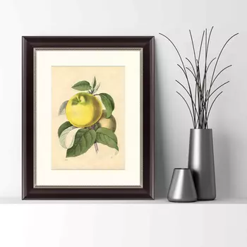 Картина Яблоко Белый Налив (42х52 см)