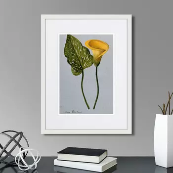 Картина Yellow arum lily, 1899г. (32х42 см)