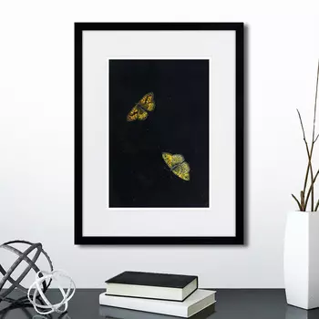 Картина Zwei schmetterlinge, 1655г. (32х42 см)