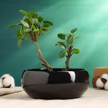 Кашпо Мира (18х18х7 см)