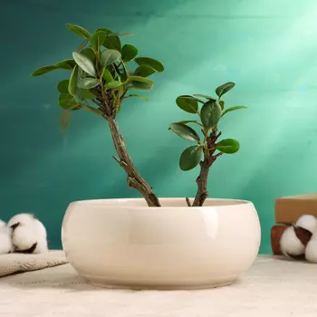 Кашпо Мира (18х18х7 см)