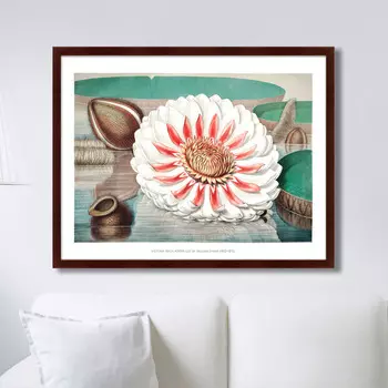 Коллекция A gigantic water lily in bloom (79х100 см)