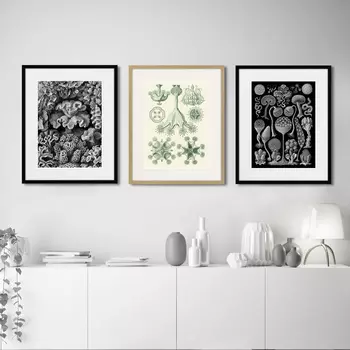 Коллекция Art forms of nature №2 (42х52 см - 3 шт)