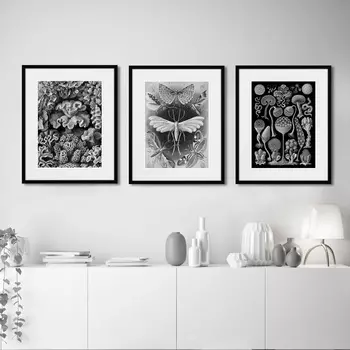 Коллекция Art forms of nature №3 (42х52 см - 3 шт)