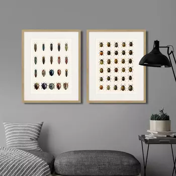 Коллекция Assorted Beetles №3 (42х52 см - 2 шт)