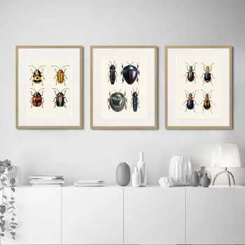 Коллекция Assorted Beetles (42х52 см - 3 шт)