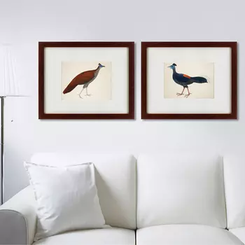 Коллекция Огненноспинные лофуры (42х52 см - 2 шт)