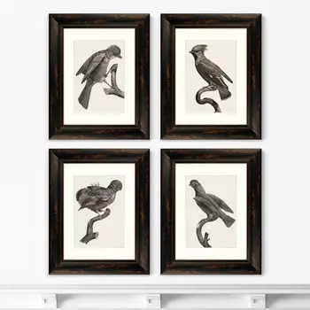 Набор из 4-х картин Guianan Cock-of-the-rock, 1806г. (51х41 см - 4 шт)