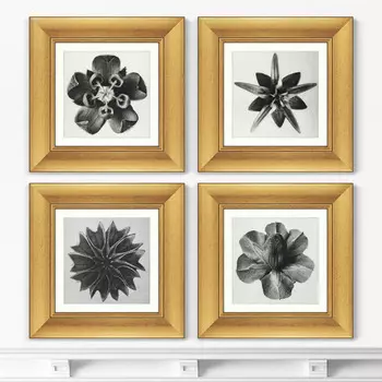 Набор из 4-х картин Lime Mallow, 1928г. (36х36 см - 4 шт)