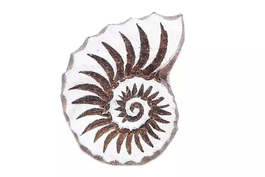 Штамп-печать Ракушка (3х3х4 см)