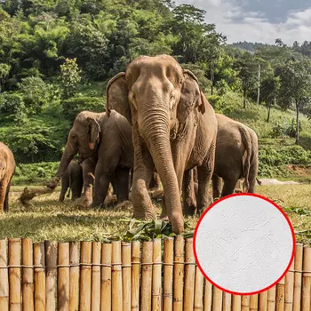 Фотообои Divino