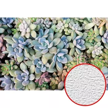 Фотообои Divino