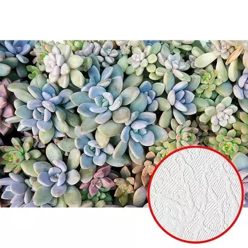 Фотообои Divino