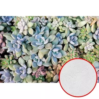 Фотообои Divino