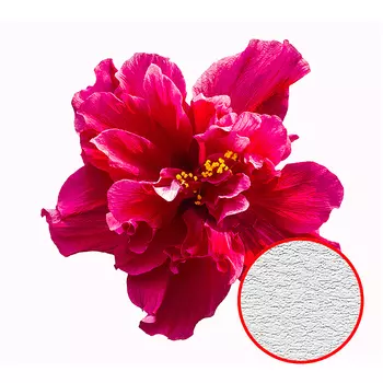 Фотообои Divino