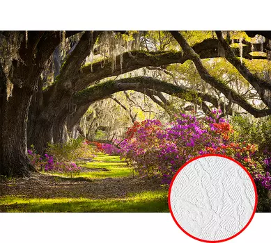 Фотообои Divino