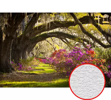 Фотообои Divino