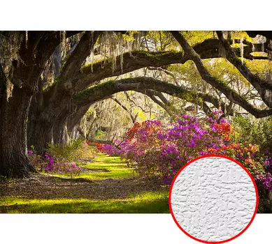 Фотообои Divino