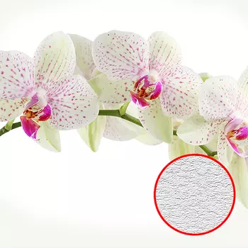 Фотообои Divino