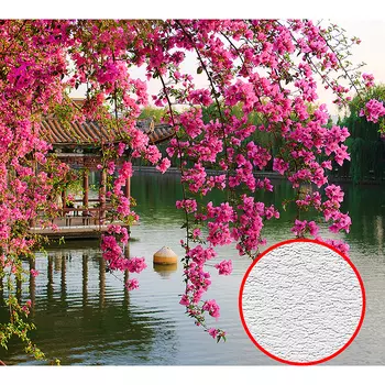 Фотообои Divino