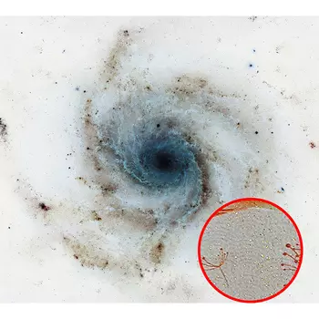 Фреска Ortograf