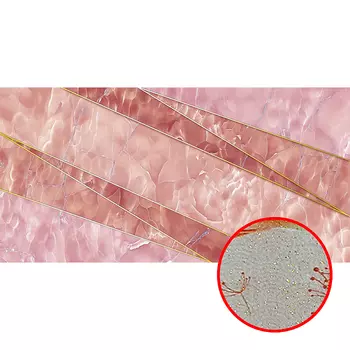 Фреска Ortograf