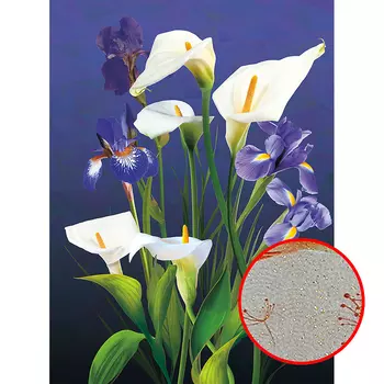 Фреска Ortograf