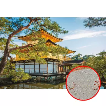 Фреска Ortograf