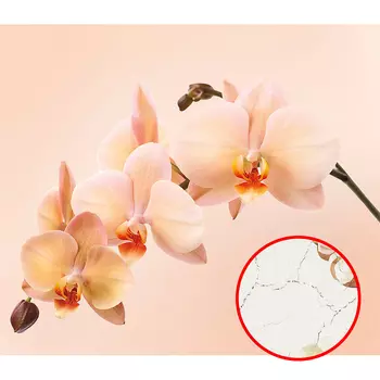 Фреска Ortograf