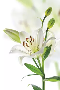 Фреска Ortograf