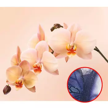 Фреска Ortograf