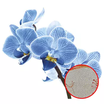 Фреска Ortograf