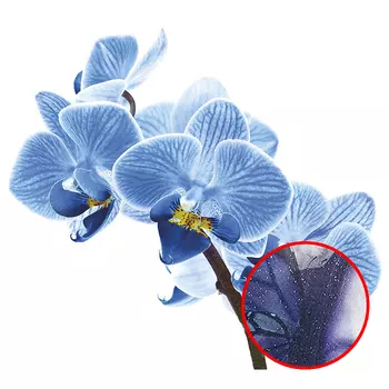 Фреска Ortograf