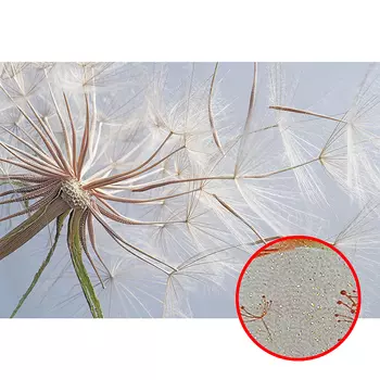 Фреска Ortograf