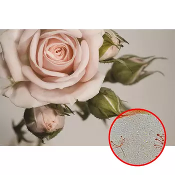 Фреска Ortograf