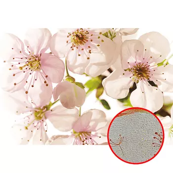 Фреска Ortograf