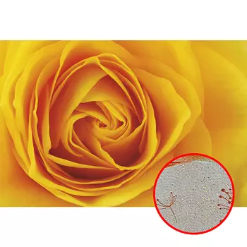 Фреска Ortograf