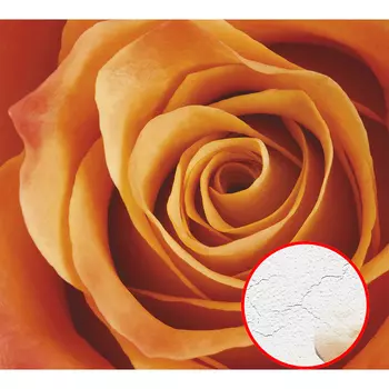 Фреска Ortograf