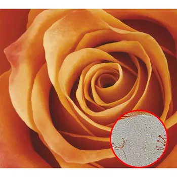 Фреска Ortograf