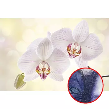 Фреска Ortograf