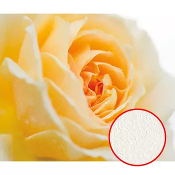 Фреска Ortograf