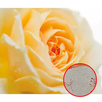 Фреска Ortograf