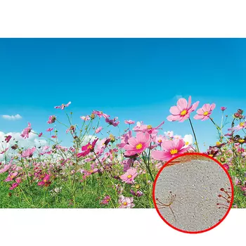 Фреска Ortograf