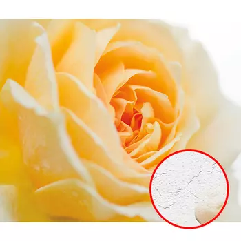 Фреска Ortograf