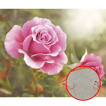 Фреска Ortograf