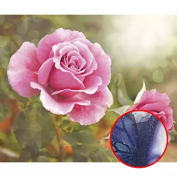 Фреска Ortograf