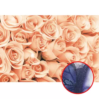 Фреска Ortograf